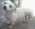 Perninha,princesa 
