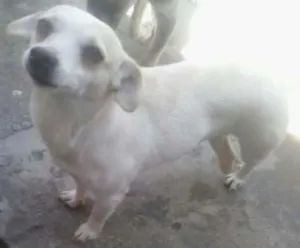 Cachorro raça Indefinida idade 4 anos nome Perninha,princesa 