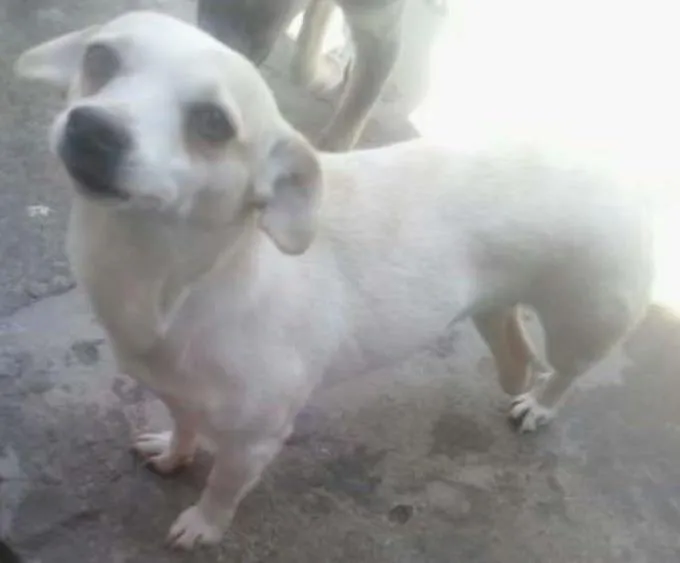 Cachorro ra a Indefinida idade 4 anos nome Perninha,princesa 