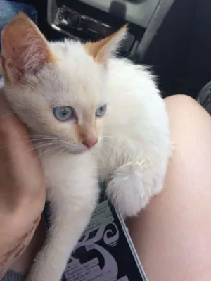 Gato raça  idade 2 a 6 meses nome miu