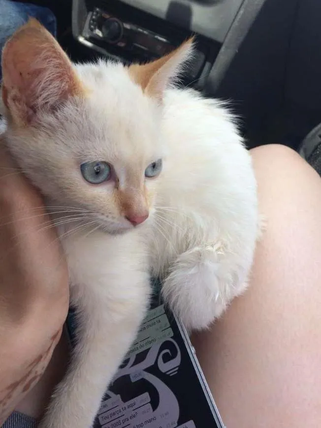 Gato ra a  idade 2 a 6 meses nome miu