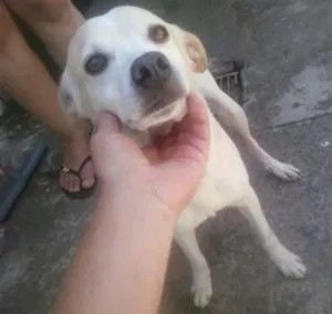 Cachorro raça indefinida idade 4 anos nome Snoopy,sultão,laika