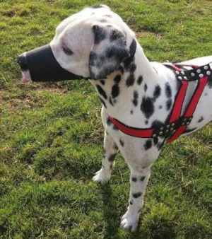 Cachorro raça Dálmatas  idade 2 anos nome Boby