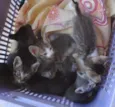Gatinhos (as)