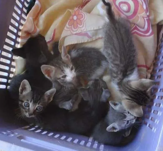 Gato ra a  idade Abaixo de 2 meses nome Gatinhos (as)