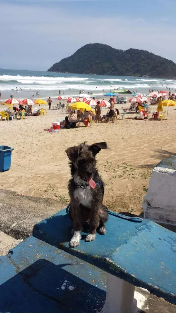 Cachorro ra a vira latinha idade 2 a 6 meses nome RAMOM