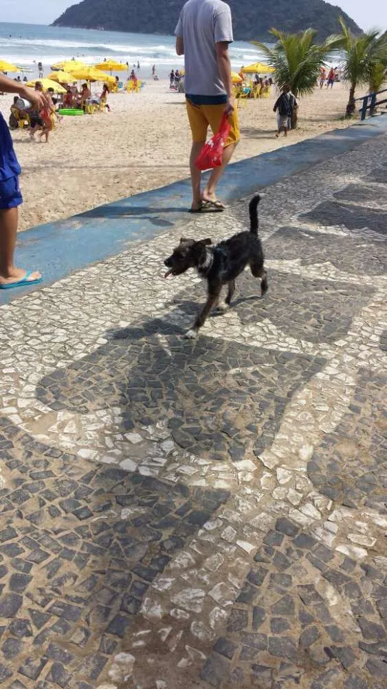 Cachorro ra a vira latinha idade 2 a 6 meses nome RAMOM