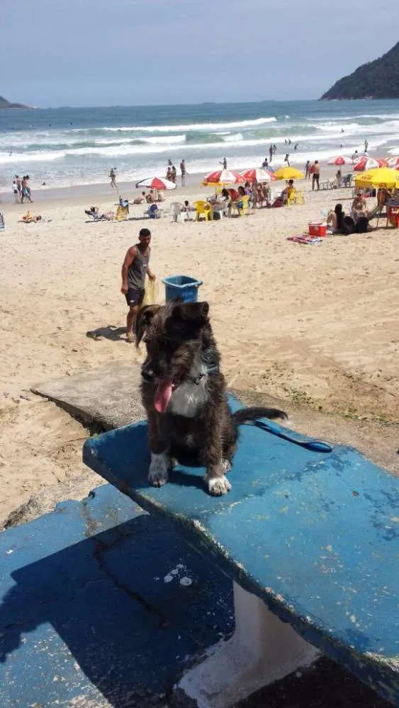 Cachorro ra a vira latinha idade 2 a 6 meses nome RAMOM