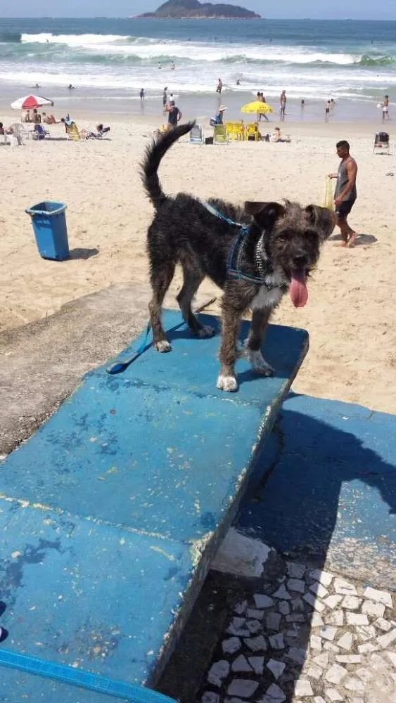 Cachorro ra a vira latinha idade 2 a 6 meses nome RAMOM