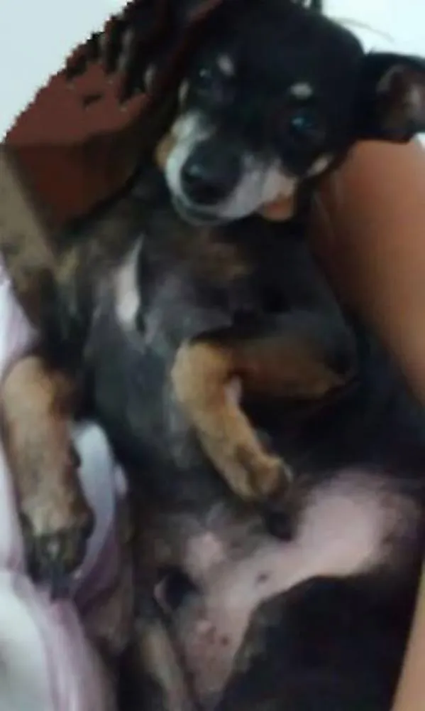 Cachorro ra a Pinscher idade 6 ou mais anos nome Tom