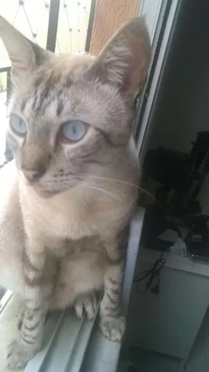Gato raça siames e misturado idade 2 anos nome Ringo, Principe, Tom