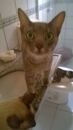 Gato raça misturado idade 1 ano nome Dudu, Bob, Lulu