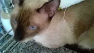 Gato raça siames idade 1 ano nome Principe