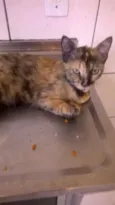 Mimi