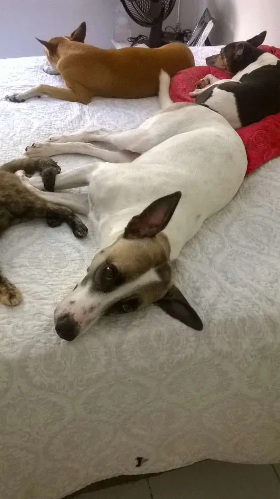 Cachorro ra a srd idade 1 ano nome Flora