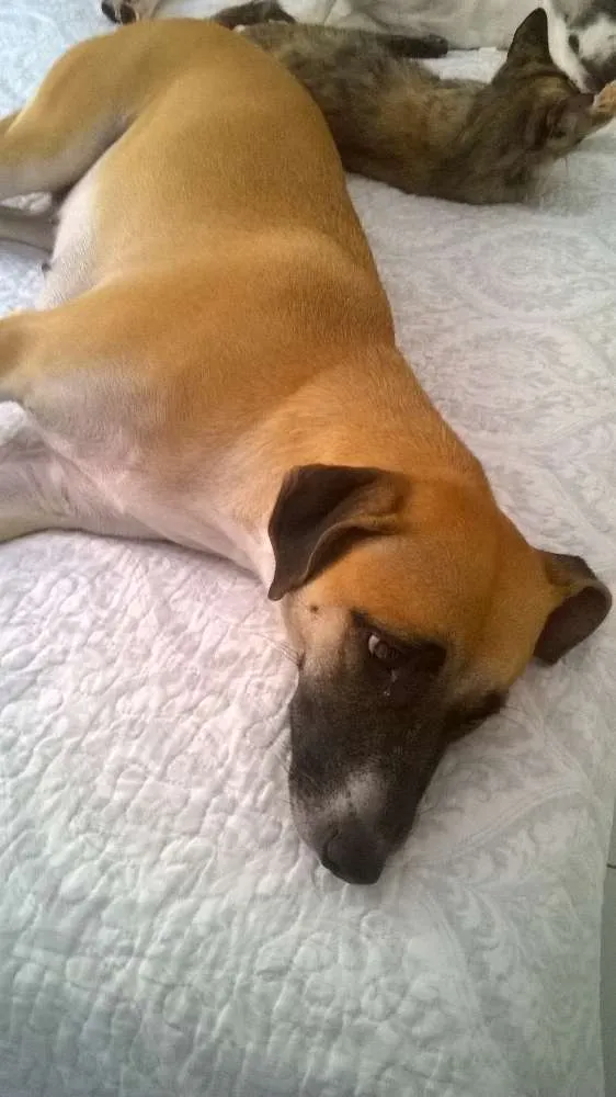 Cachorro ra a srd idade 1 ano nome Petit