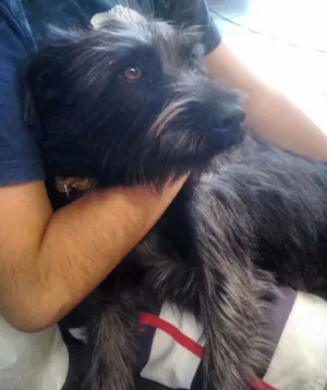 Cachorro raça SRD idade 7 a 11 meses nome Raul
