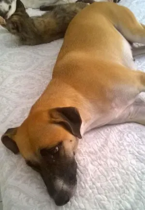 Cachorro raça srd idade 1 ano nome Petit