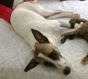 Cachorro raça srd idade 1 ano nome Flora