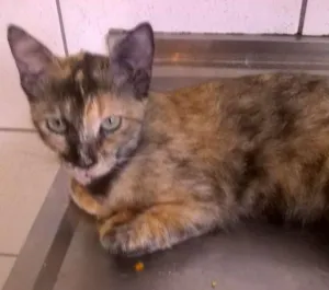 Gato raça misturada idade 2 anos nome Mimi