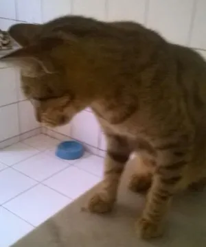 Gato raça misturado idade 2 anos nome Bob