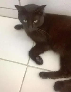Gato raça misturada idade 2 anos nome Tom