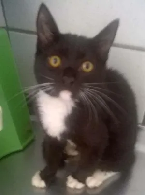 Gato raça misturado idade 7 a 11 meses nome Pretinho