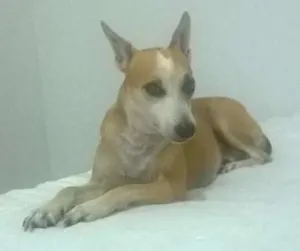 Cachorro raça sem raça definida idade 1 ano nome Schopen, Flora, Peti