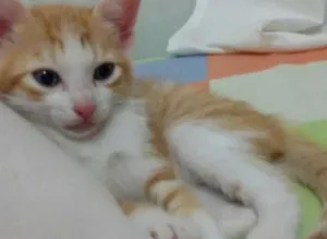 Gato raça  idade 2 a 6 meses nome BELA