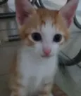 BELA