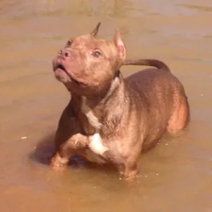 Cachorro raça Pit bull idade 5 anos nome Arhus