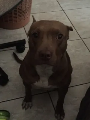 Cachorro raça Pit bull idade 4 anos nome Kyara