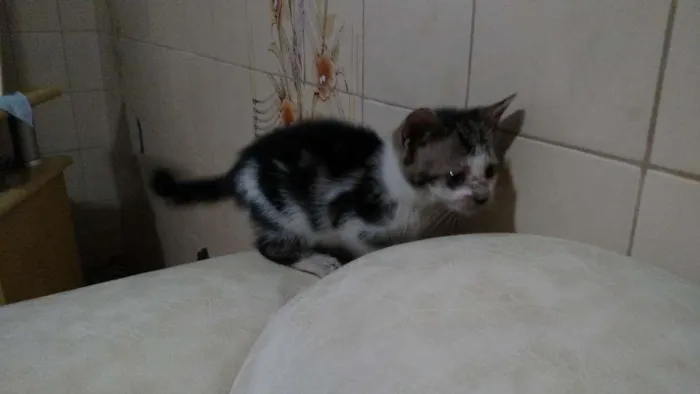 Gato raça SRD idade 2 a 6 meses nome Sem nome