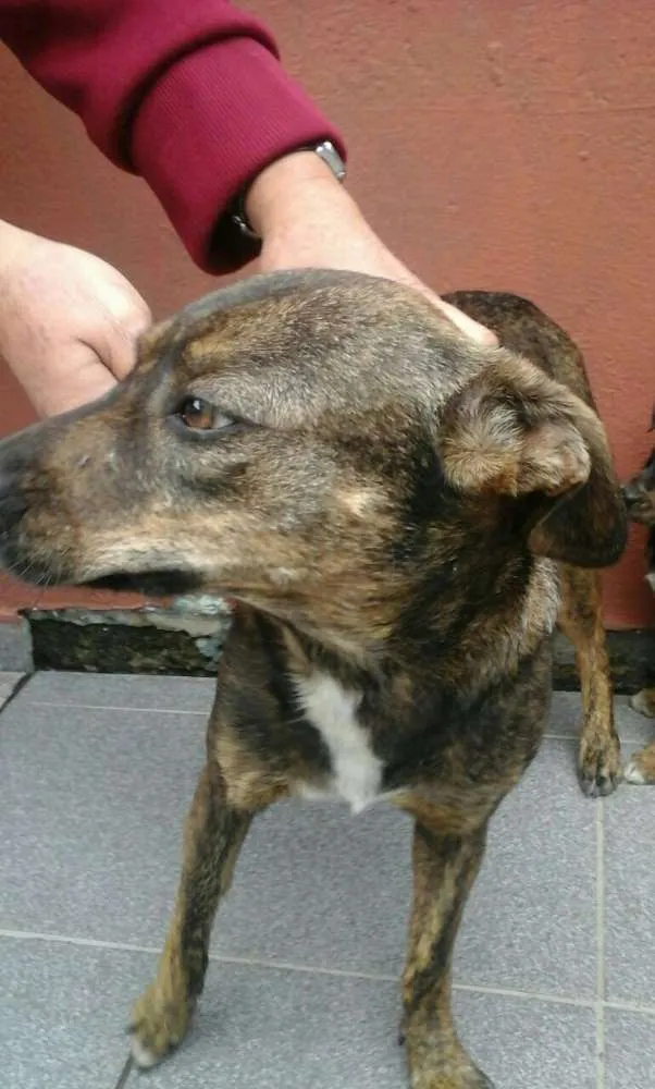 Cachorro ra a SRD idade 2 a 6 meses nome PITUCA 