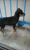 PITUCA 