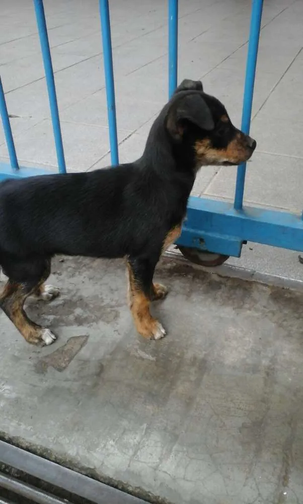 Cachorro ra a SRD idade 2 a 6 meses nome PITUCA 