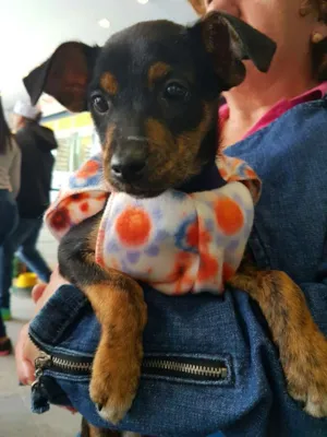 Cachorro raça SRD idade 2 a 6 meses nome PITUCA 