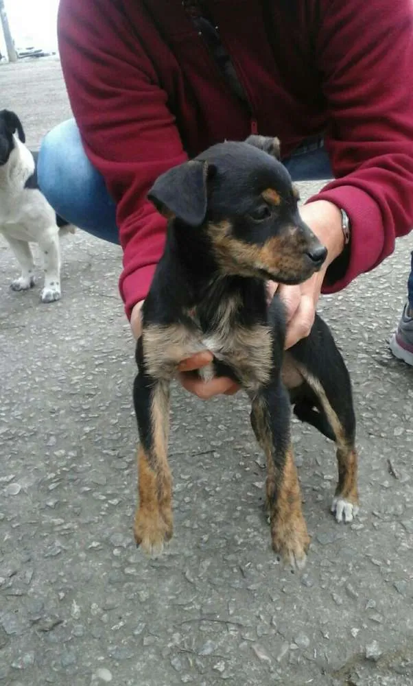 Cachorro ra a SRD idade 2 a 6 meses nome PITUCA 