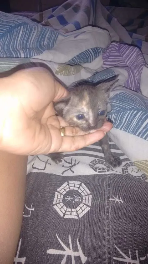Gato ra a Desconhecida idade 2 a 6 meses nome Sem nome