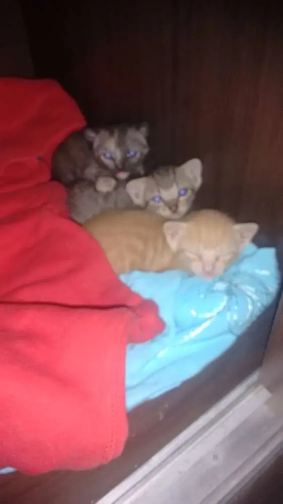 Gato ra a Desconhecida idade 2 a 6 meses nome Sem nome