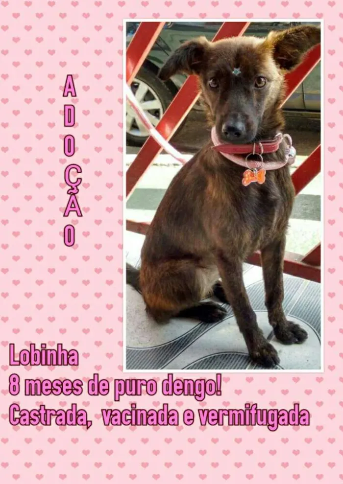 Cachorro ra a SRD idade 7 a 11 meses nome LOBINHA 