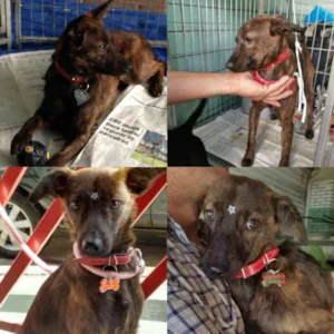 Cachorro raça SRD idade 7 a 11 meses nome LOBINHA 