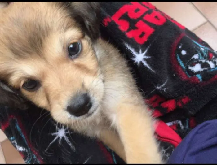 Cachorro ra a  vira lata idade 2 a 6 meses nome não sei 