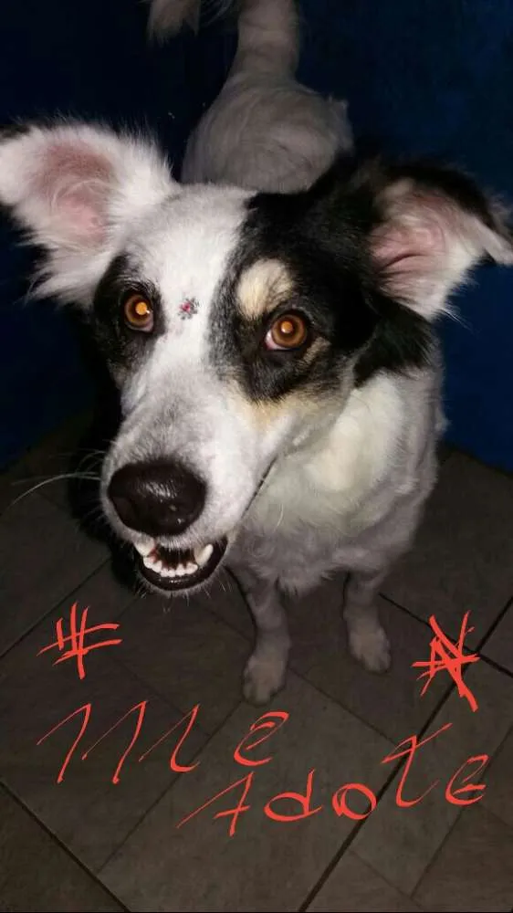 Cachorro ra a SRD idade 7 a 11 meses nome LINDINHA 