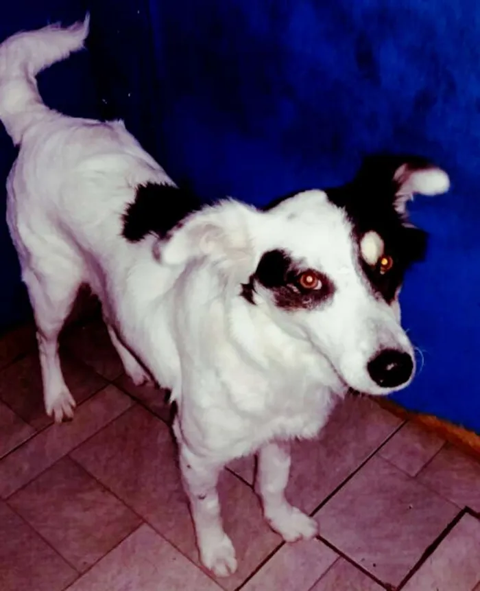 Cachorro ra a SRD idade 7 a 11 meses nome LINDINHA 