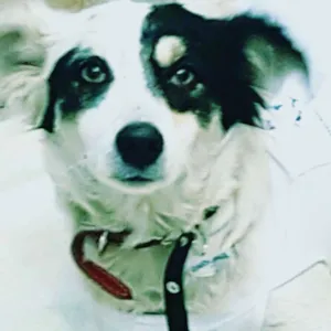 Cachorro raça SRD idade 7 a 11 meses nome LINDINHA 
