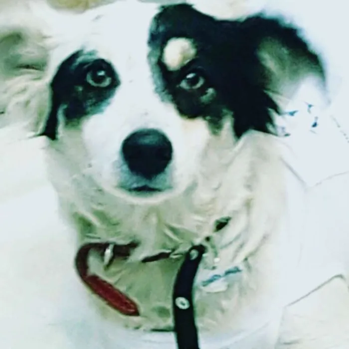 Cachorro ra a SRD idade 7 a 11 meses nome LINDINHA 