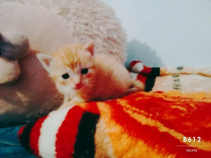 Gato ra a  idade Abaixo de 2 meses nome Mococa, Tyler e siby