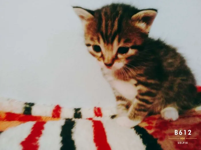 Gato ra a  idade Abaixo de 2 meses nome Mococa, Tyler e siby
