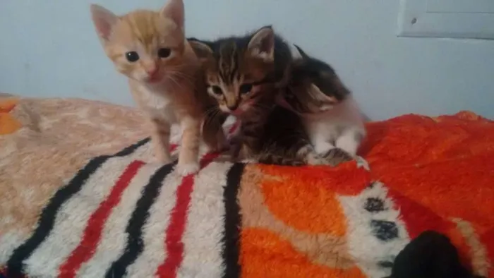 Gato ra a  idade Abaixo de 2 meses nome Mococa, Tyler e siby